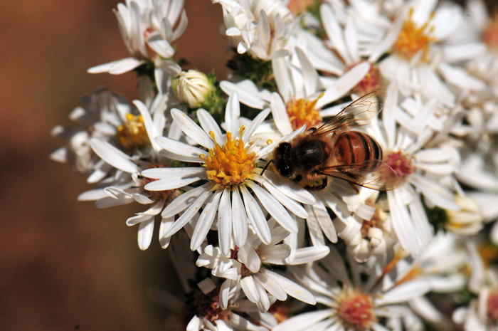 White Heath Aster has showy white, daisy-like flowers in dense cluster of 1 or many more. Note the Honeybee preparing to enjoy the rich nectar. Symphyotrichum ericoides var. ericoides
